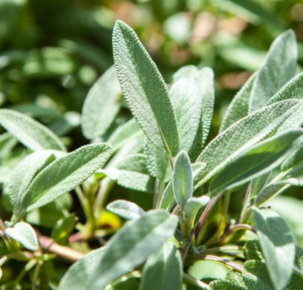 Sage 'Common' Heirloom Seeds