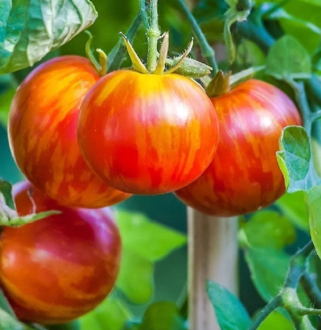 Tomato 'Tigerella' Heirloom Seeds