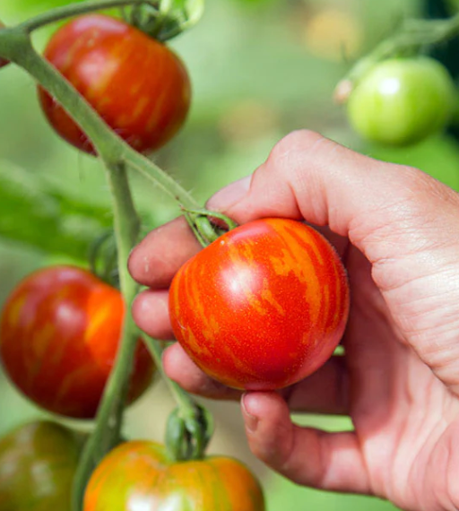 Tomato 'Tigerella' Heirloom Seeds