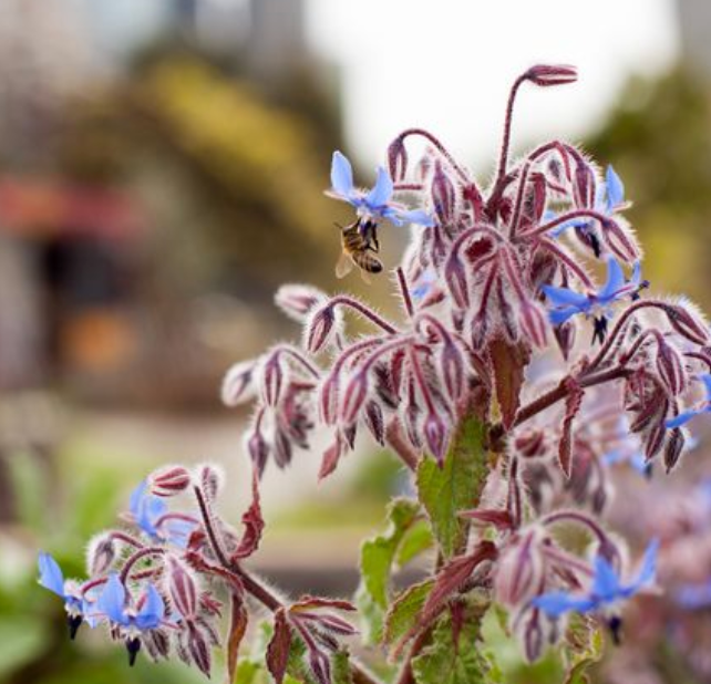 Borage 'Common' Heirloom Seeds