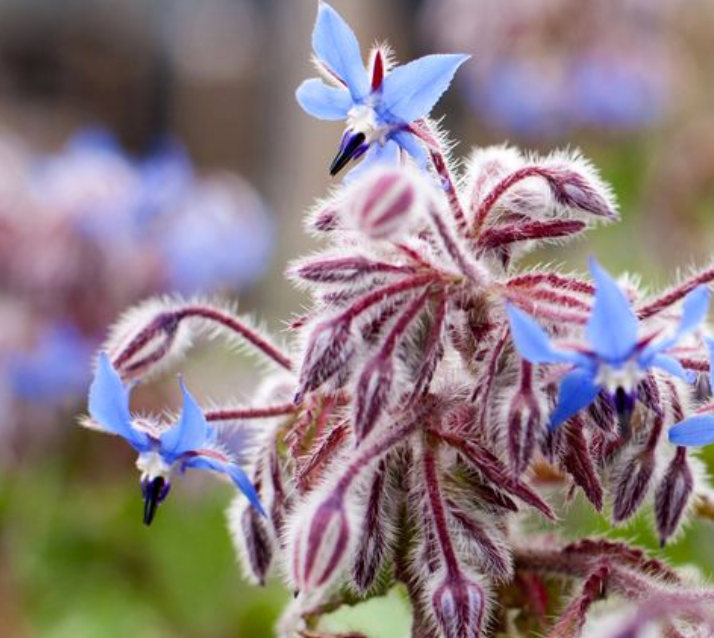 Borage 'Common' Heirloom Seeds