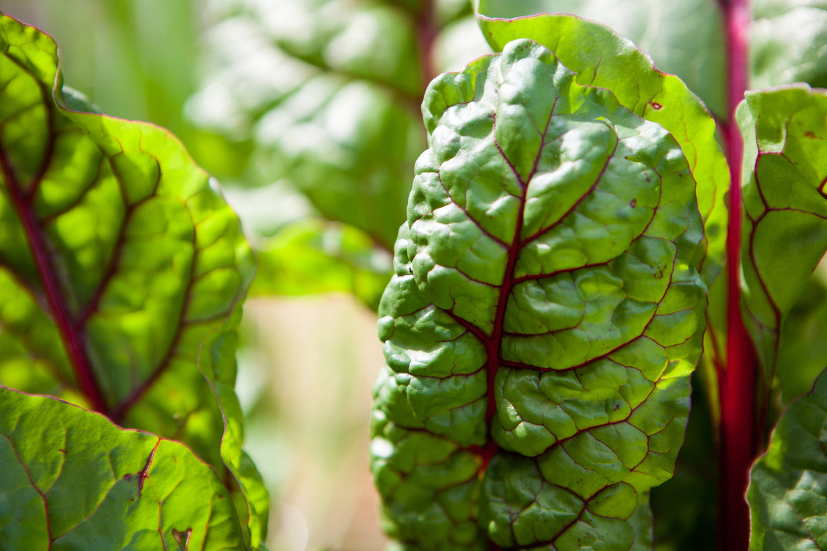Swiss chard 'Rainbow' Heirloom Seeds