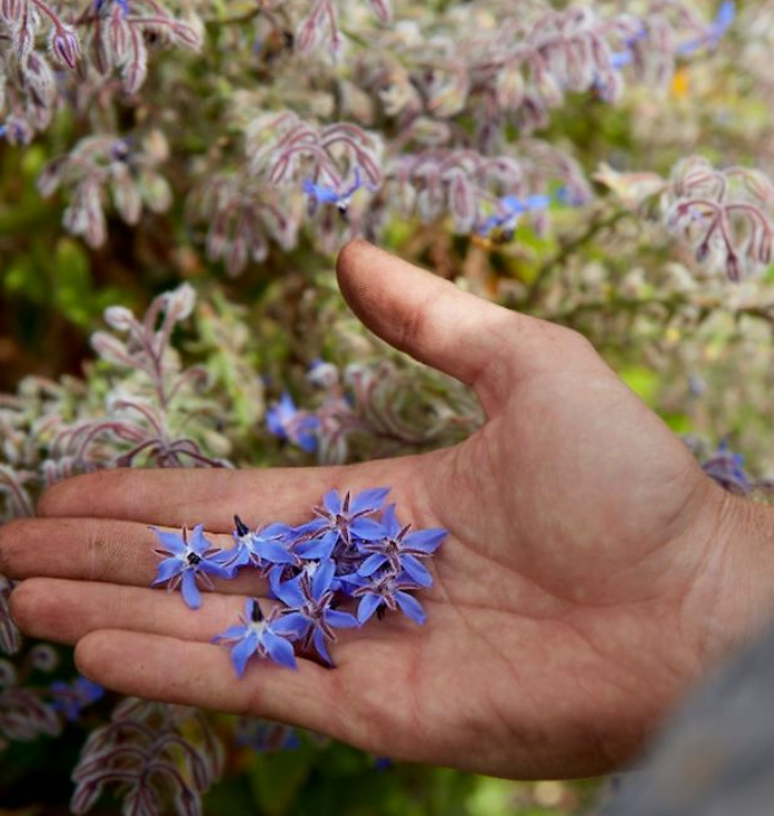 Borage 'Common' Heirloom Seeds
