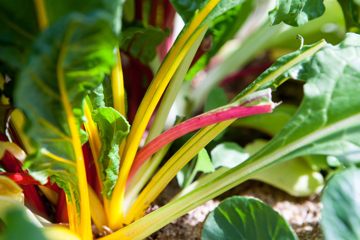 Swiss chard 'Rainbow' Heirloom Seeds